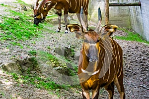 Eastern mountain bongo with its face in closeup, Critically endangered animal specie from Kenya in Africa, spiral horned antelope