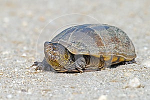 Eastern Mud Turtle