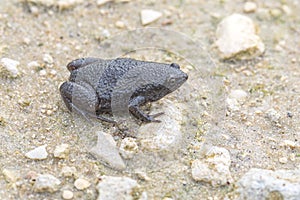 Eastern Narrow-mouthed Toad photo