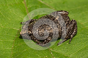 Eastern Narrowmouth Toad