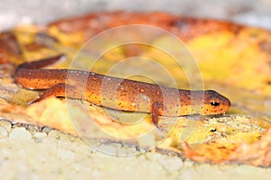 Eastern Newt Illinois Wildlife