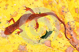 Eastern Newt Illinois Wildlife photo