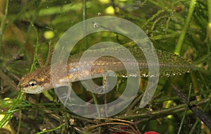 Eastern Newt Larvae Swimming Through Aquatic Vegetation photo