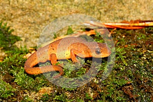 Eastern Newt (Notophthalmus viridescens)