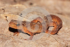 Eastern Newt (Notophthalmus viridescens) photo