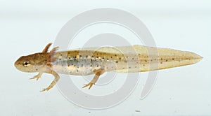 Larva of eastern newt with external gills photo