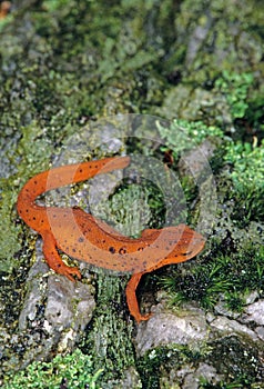 Eastern Newt, Notophthalmus Viridescens, on moss covered log