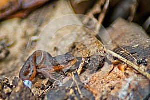 Eastern Newt Profile Image photo
