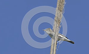 Eastern Olivaceous Warbler photo