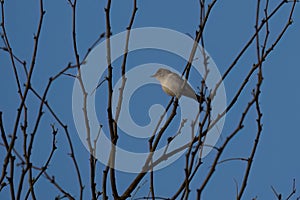 An Eastern Olivaceous warbler on a Tree Branch photo