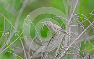 Eastern Olivaceous Warbler (Iduna pallida) photo