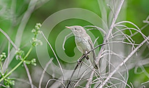 Eastern Olivaceous Warbler (Iduna pallida) photo