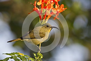 Eastern Olive Sunbird