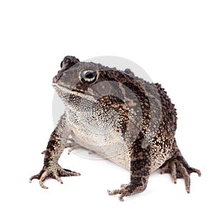 Eastern olive toad isolated on white