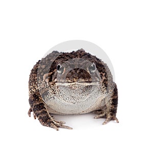 Eastern olive toad isolated on white