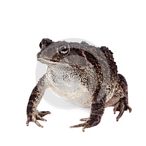 Eastern olive toad isolated on white