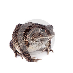 Eastern olive toad isolated on white
