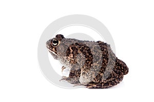 Eastern olive toad isolated on white