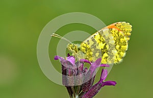 The eastern orange tip butterfly, Anthocharis damone , butterflies of Iran