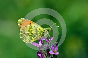 The eastern orange tip butterfly, Anthocharis damone , butterflies of Iran