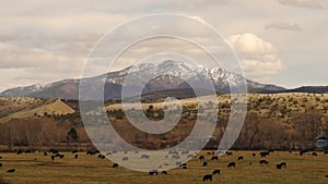 Eastern Oregon Canyon Mountain Ranch Cow Livestock Malheur National Forest