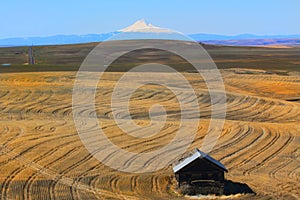 Eastern Oregon Harvest