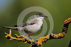 Eastern Orphean Warbler