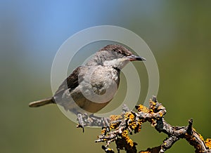 Eastern Orphean Warbler