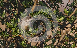 Eastern Orphean Warbler (Sylvia crassirostris)