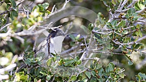 Eastern Orphean Warbler