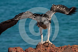 Eastern Osprey