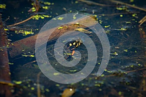 Eastern Painted Turtle