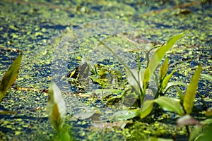 Eastern Painted Turtle