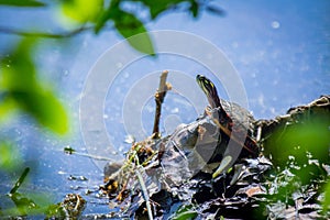 Eastern Painted Turtle