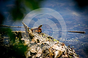 Eastern Painted Turtle