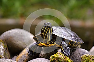 Eastern painted turtle