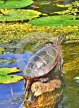 Eastern Painted Turtle