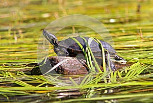 Eastern Painted Turtle in Aquatic Vegetation