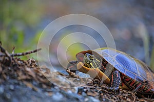Eastern Painted Turtle Chrysemys picta