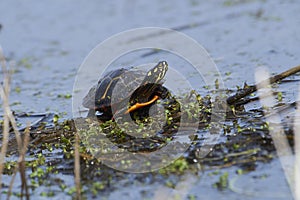 Eastern painted turtle Chrysemys picta on edge of wetland