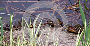 Eastern Painted Turtle (Chrysemys picta) gather together at the pond