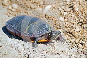 Eastern Painted Turtle