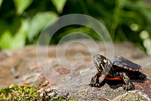 Eastern Painted Turtle