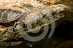 Eastern Painted Turtle