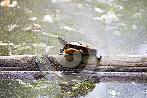Eastern Painted Turtle sitting on a log floating on a pond