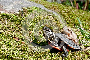 Eastern Painted Turtle and Spring Peeper