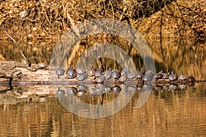 Eastern painted turtles on a log