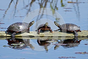 Eastern Painted Turtles on Log