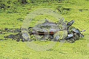 Eastern Painted Turtles on Log