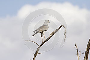 Eastern Pale Chanting Goshawk